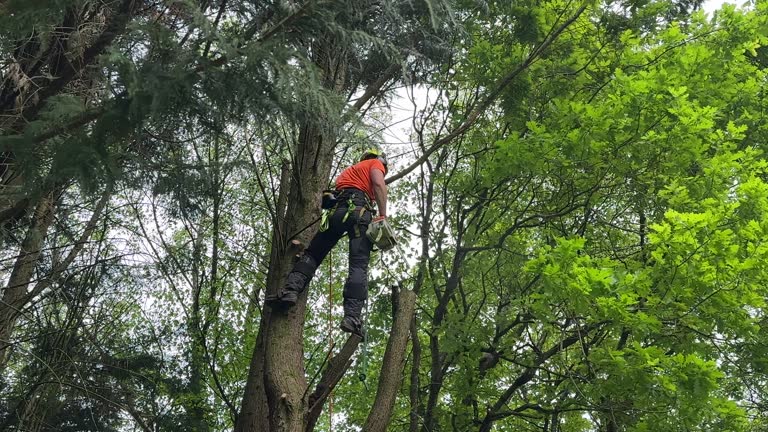 Best Utility Line Clearance  in Cutten, CA