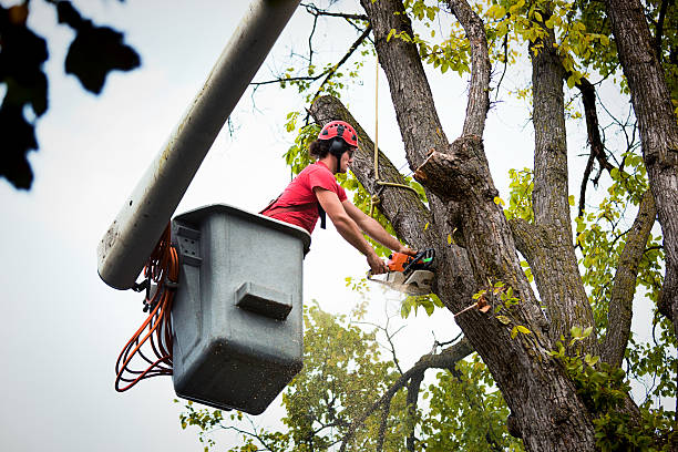 Best Tree Preservation Services  in Cutten, CA