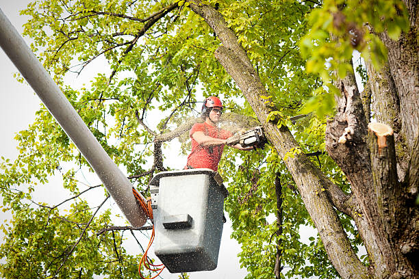Best Palm Tree Trimming  in Cutten, CA