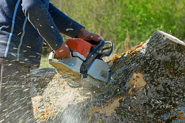 Best Emergency Tree Removal  in Cutten, CA
