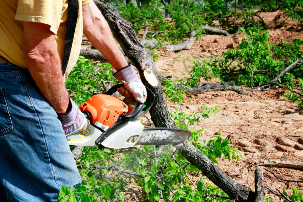 Best Arborist Consultation Services  in Cutten, CA